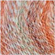 Marble Sea Shell 14