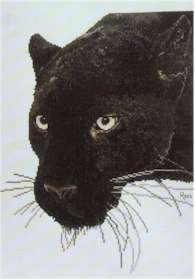 Panther