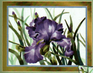 Grape Iris