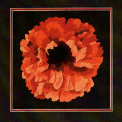 Red Poppy