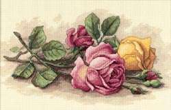 Rose Cuttings
