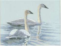 Graceful Swans - Click Image to Close