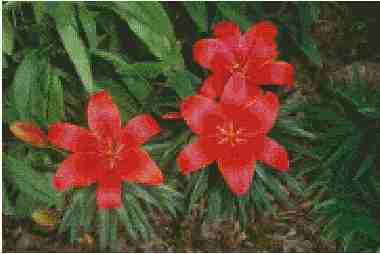 Glorious Red Border Lilies - Click Image to Close