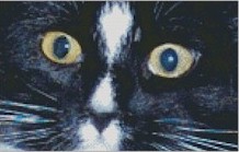 Black Kitty Face - Click Image to Close