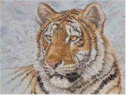 Siberian Tiger - Click Image to Close