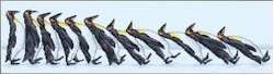 Antarctic Dominoes - Click Image to Close