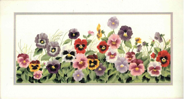 Pansy Parade