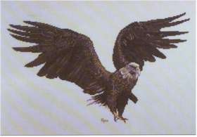 Bald Eagle - Click Image to Close