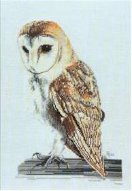 Barn Owl - Click Image to Close