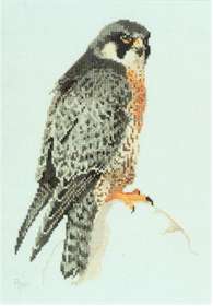 Peregrine Falcon - Click Image to Close