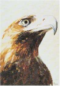 Wedge-Tailed Eagle - Click Image to Close