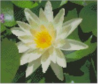 Elegant White Waterliliy - Click Image to Close